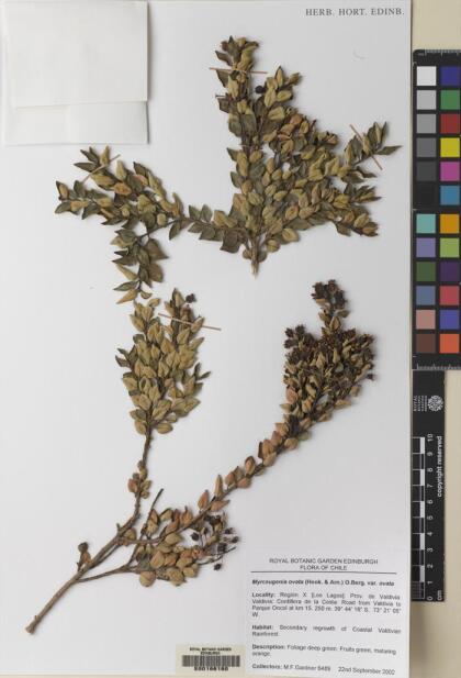 Myrceugenia ovata var. ovata [Espécimen: ]