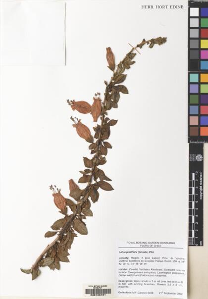 Latua pubiflora [Espécimen: ]