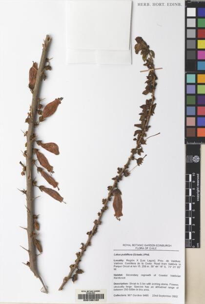 Latua pubiflora [Espécimen: ]