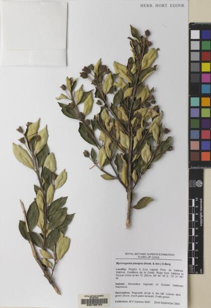Myrceugenia planipes [Espécimen: ]