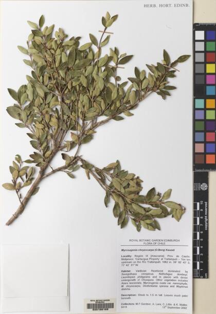 Myrceugenia chrysocarpa [Espécimen: ]