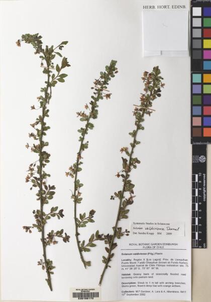 Solanum valdiviense [Espécimen: ]