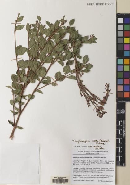 Myrceugenia ovata var. ovata [Espécimen: ]