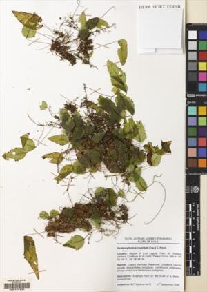 Hymenoglossum cruentum [Espécimen: ]