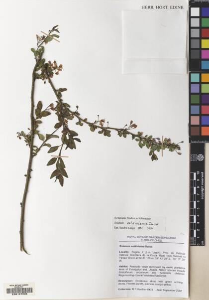 Solanum valdiviense [Espécimen: ]