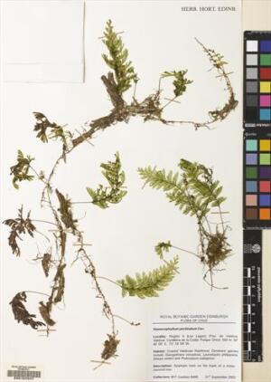 Hymenophyllum pectinatum [Espécimen: ]