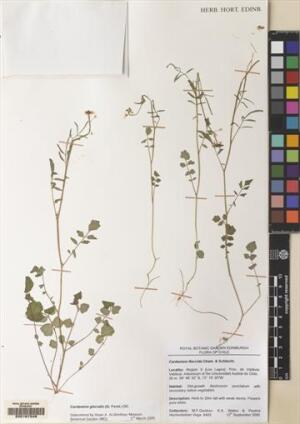 Cardamine glacialis [Espécimen: ]