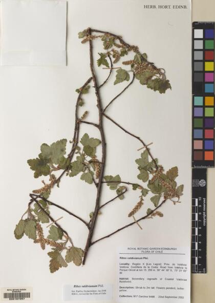 Ribes valdivianum [Espécimen: ]