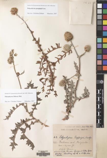 Polyachyrus carduoides [Espécimen: ]