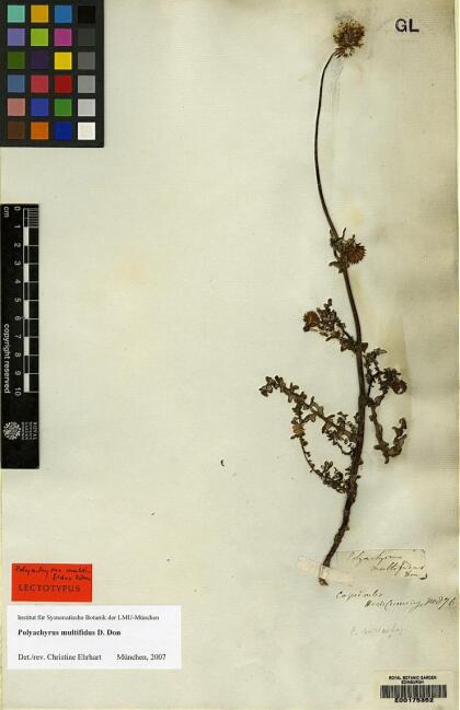 Polyachyrus poeppigii subsp. multifidus [Espécimen: ]