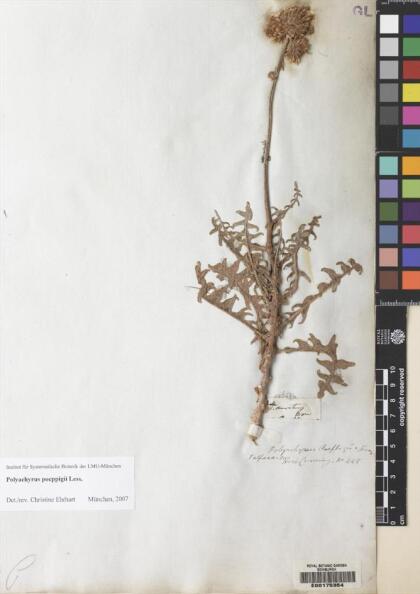 Polyachyrus poeppigii [Espécimen: ]