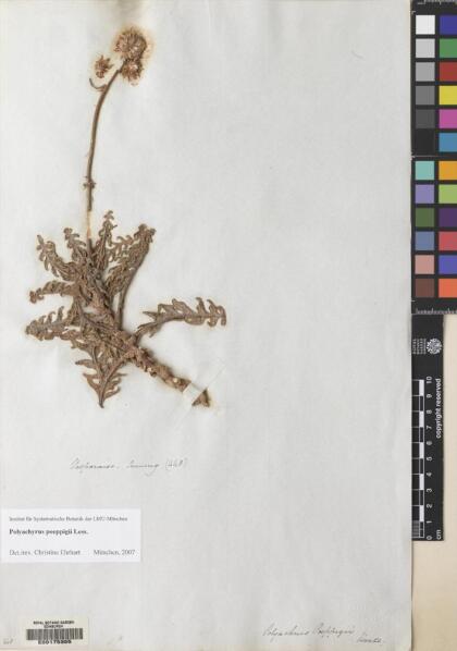Polyachyrus poeppigii [Espécimen: ]