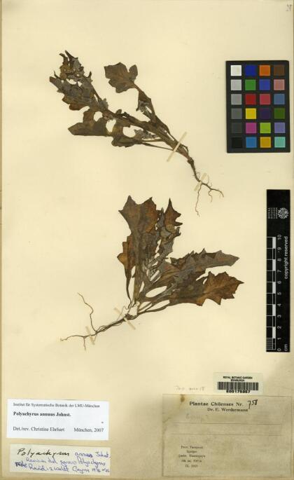 Polyachyrus annuus [Espécimen: ]