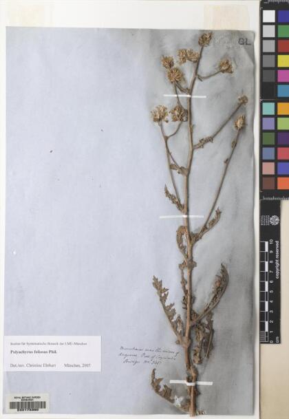 Polyachyrus carduoides [Espécimen: ]