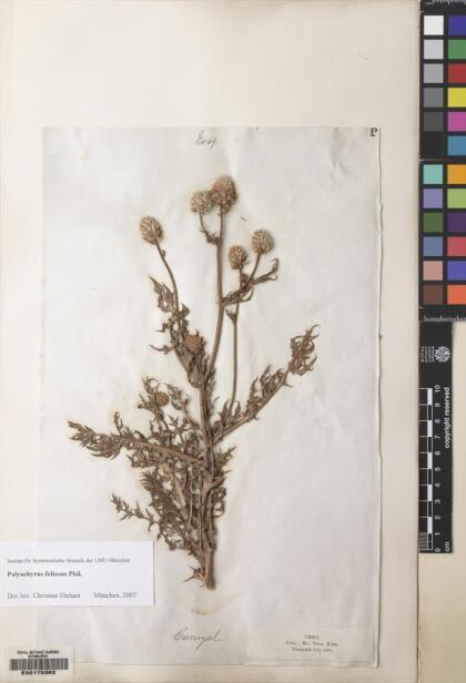 Polyachyrus carduoides [Espécimen: ]