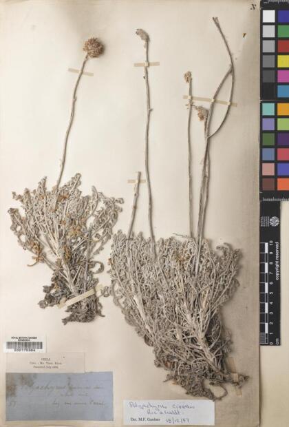Polyachyrus cinereus [Espécimen: ]