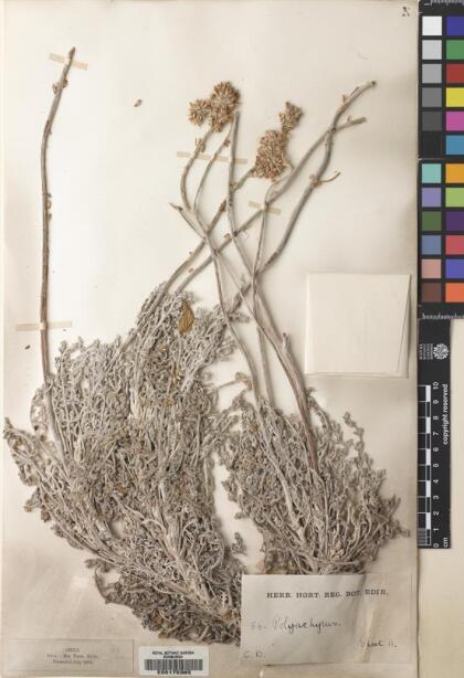 Polyachyrus cinereus [Espécimen: ]
