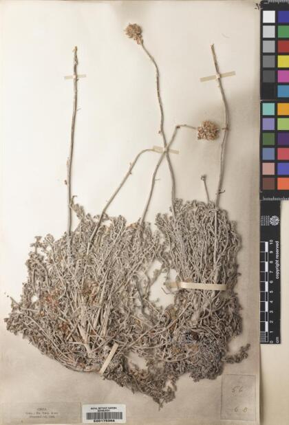 Polyachyrus cinereus [Espécimen: ]