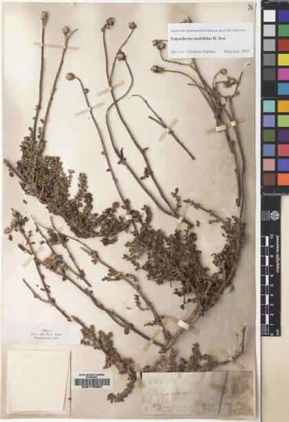 Polyachyrus poeppigii subsp. multifidus [Espécimen: ]