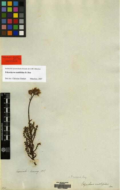 Polyachyrus poeppigii subsp. multifidus [Espécimen: ]