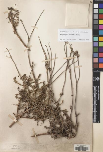 Polyachyrus poeppigii subsp. multifidus [Espécimen: ]