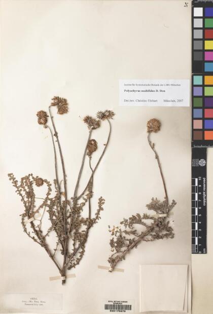 Polyachyrus poeppigii subsp. multifidus [Espécimen: ]