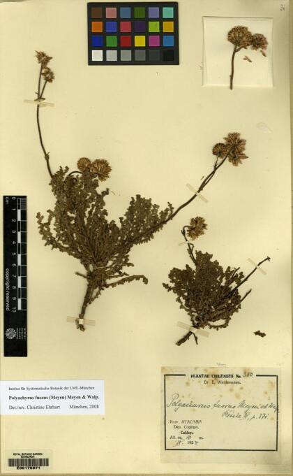 Polyachyrus fuscus [Espécimen: ]