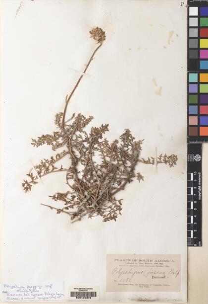 Polyachyrus poeppigii subsp. multifidus [Espécimen: ]
