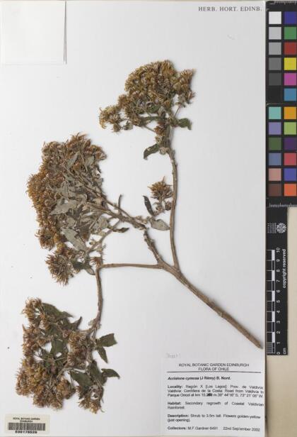 Acrisione cymosa [Espécimen: ]