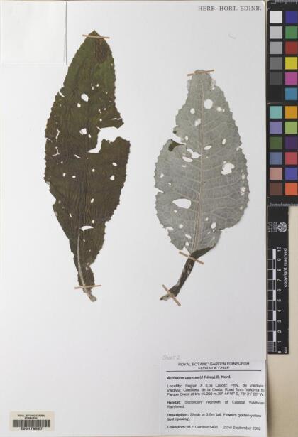 Acrisione cymosa [Espécimen: ]