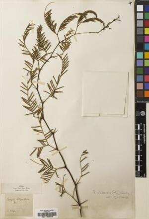 Neltuma chilensis [Espécimen: ]