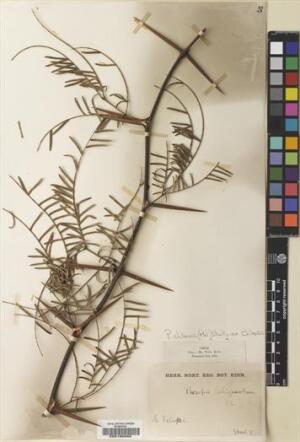Neltuma chilensis [Espécimen: ]