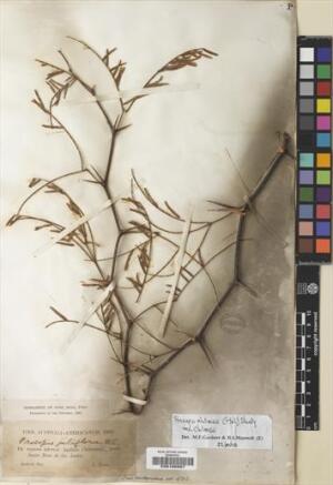 Neltuma chilensis [Espécimen: ]