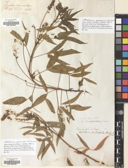 Otholobium glandulosum [Espécimen: ]