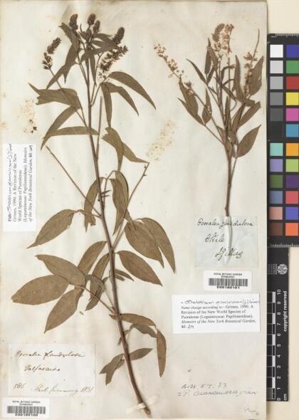 Otholobium glandulosum [Espécimen: ]
