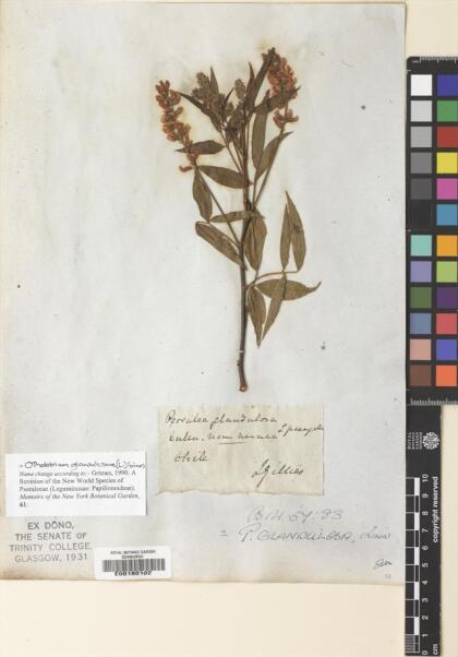 Otholobium glandulosum [Espécimen: ]