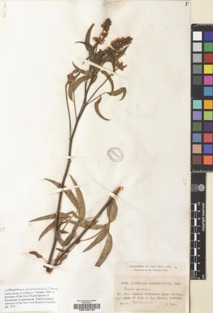 Otholobium glandulosum [Espécimen: ]