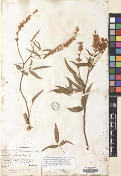 Otholobium glandulosum [Espécimen: ]