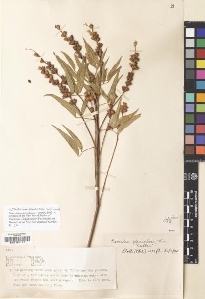 Otholobium glandulosum [Espécimen: ]