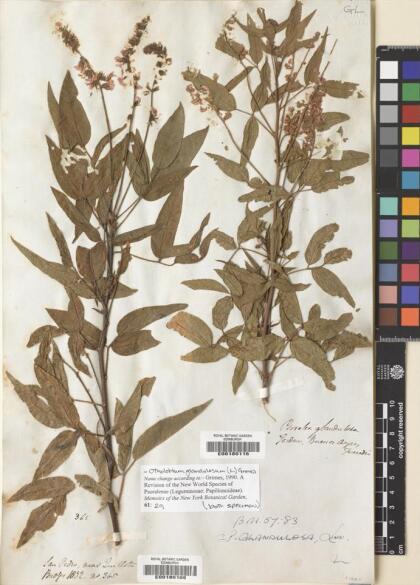 Otholobium glandulosum [Espécimen: ]