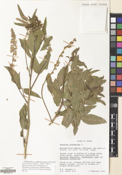 Otholobium glandulosum [Espécimen: ]