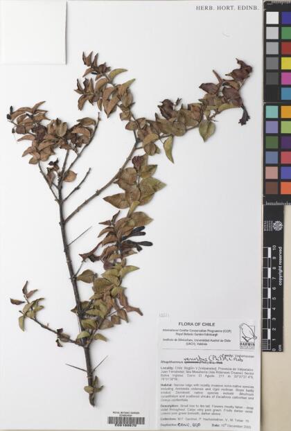 Rhaphithamnus venustus [Espécimen: ]