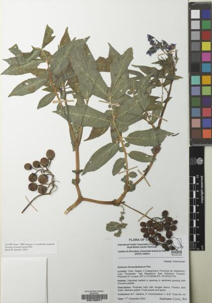 Solanum fernandezianum [Espécimen: ]