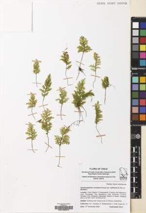 Hymenophyllum cuneatum [Espécimen: ]