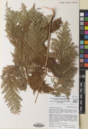 Thyrsopteris elegans [Espécimen: ]