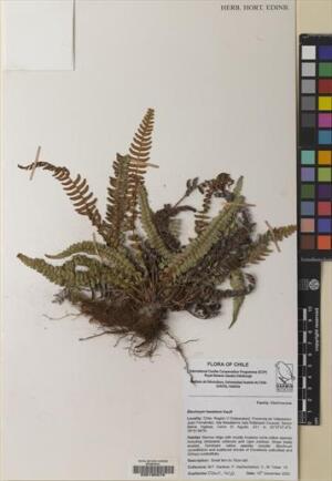 Blechnum hastatum [Espécimen: ]