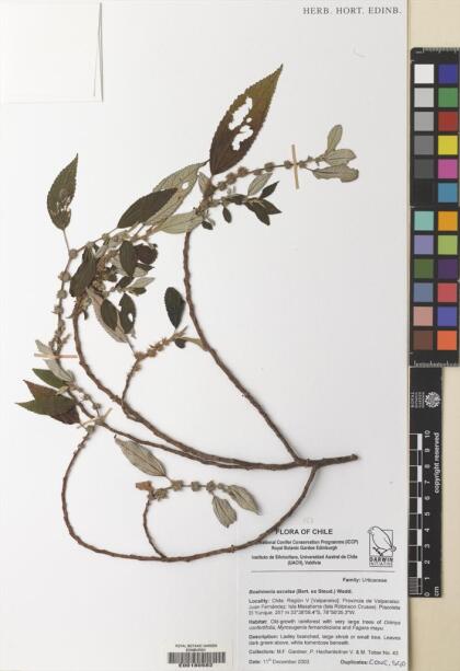 Boehmeria excelsa [Espécimen: ]