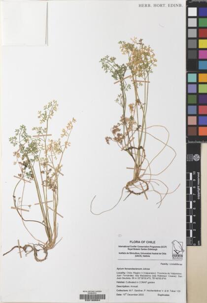 Apium fernandezianum [Espécimen: ]