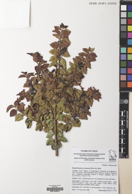 Rhaphithamnus venustus [Espécimen: ]