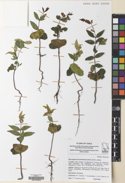 Nothomyrcia fernandeziana [Espécimen: ]